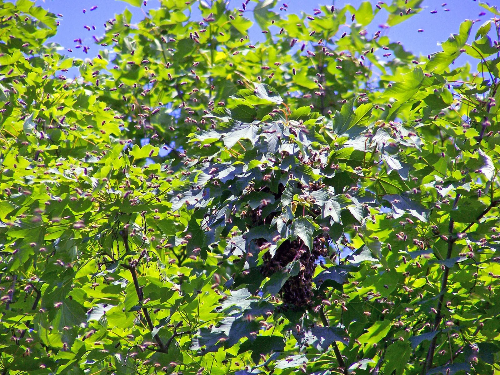 A dense swarm of bees gathered under a tree branch.