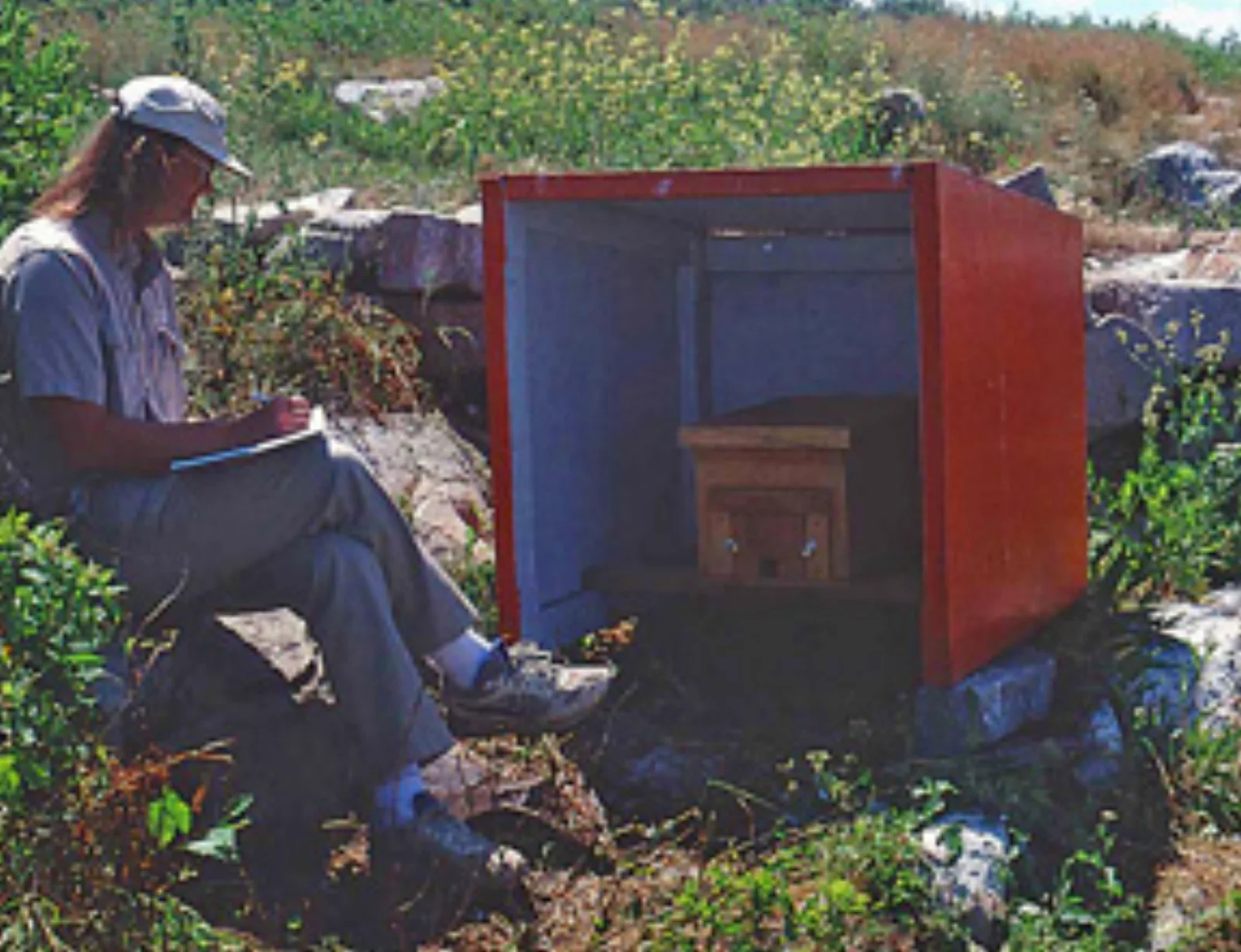 A honeybee research image from Seeley's swarm-decision work.