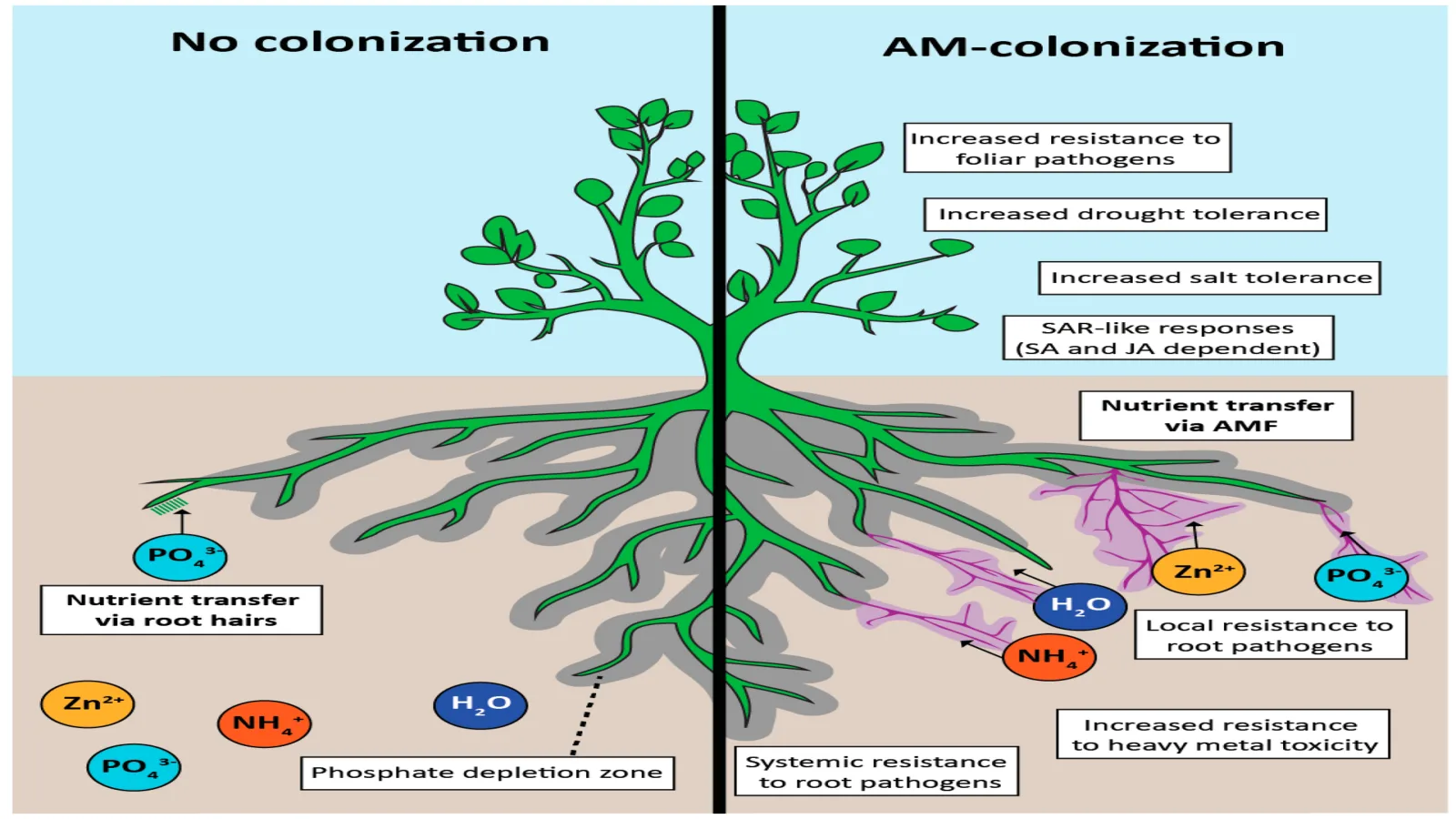 A diagram of mycorrhizal colonization and plant-root effects.