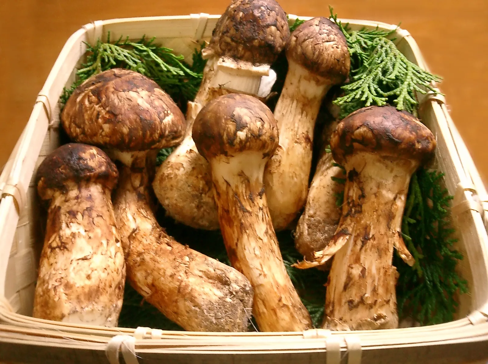 A matsutake mushroom emerging from forest duff.